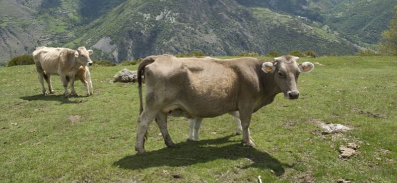 Vaca Bruna de La Sargantana