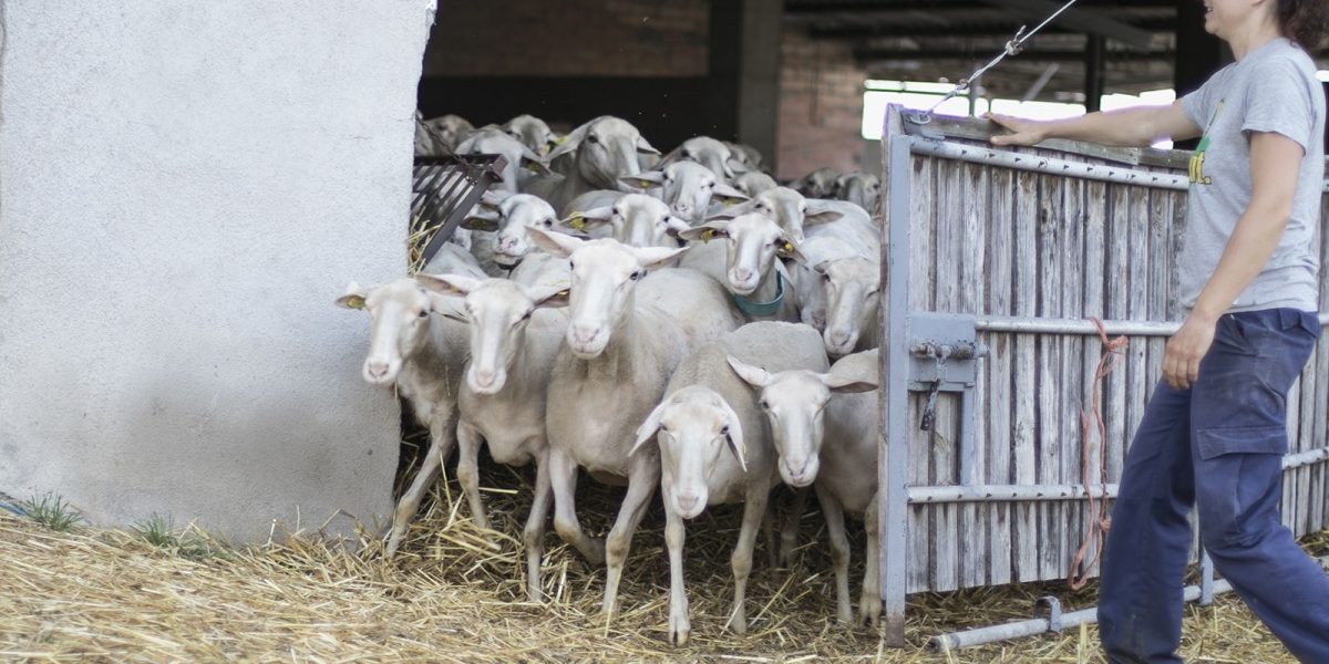 1200_1573163330Serradet_Maria_deixant_anar_bestiar_1600