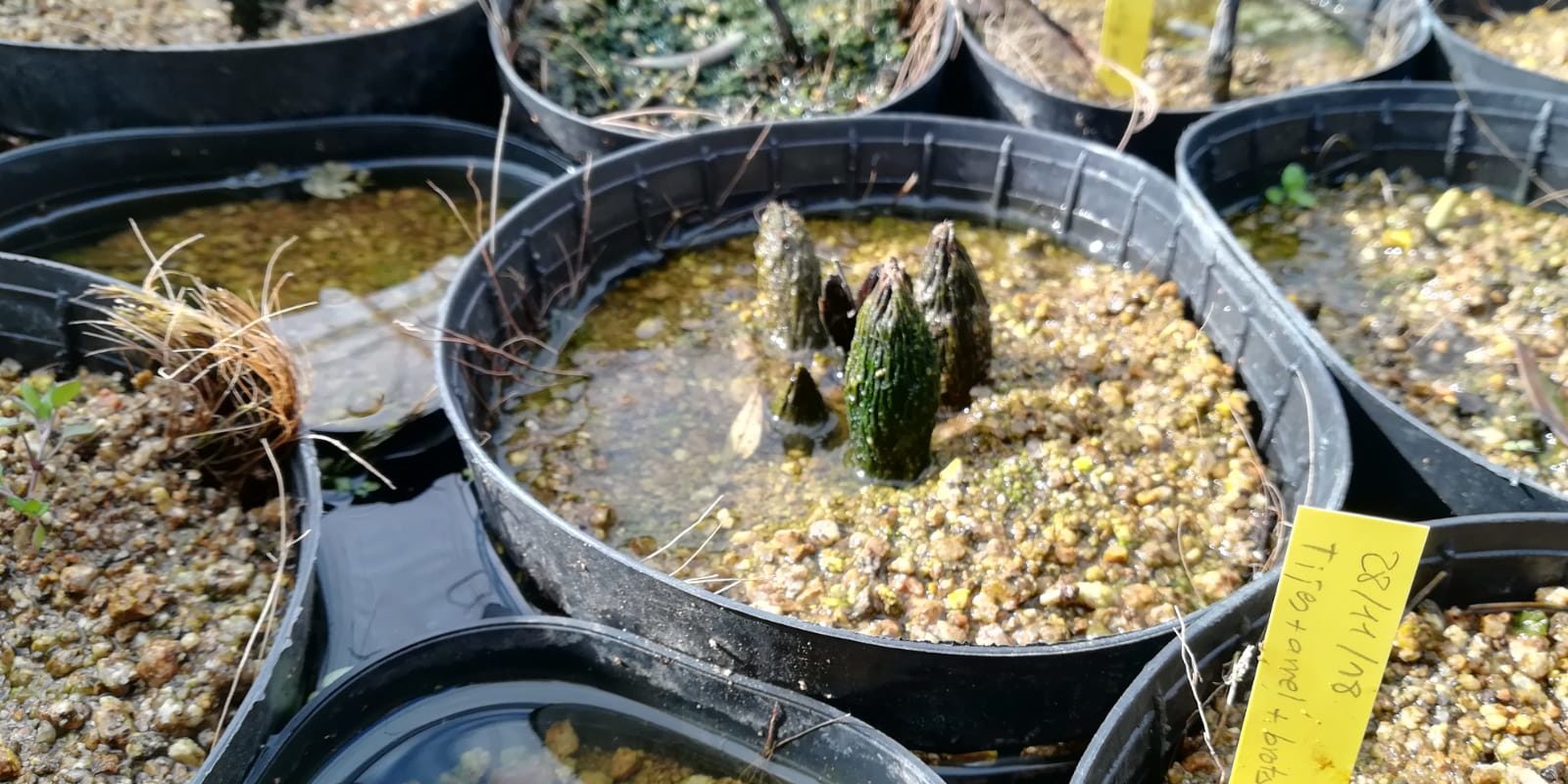 Equisetum telmateia probes de cultiu