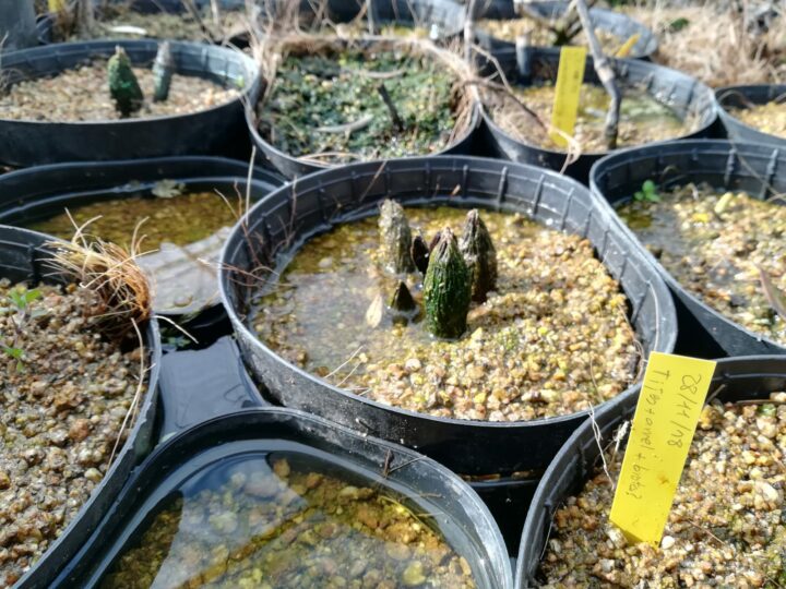 Equisetum telmateia probes de cultiu
