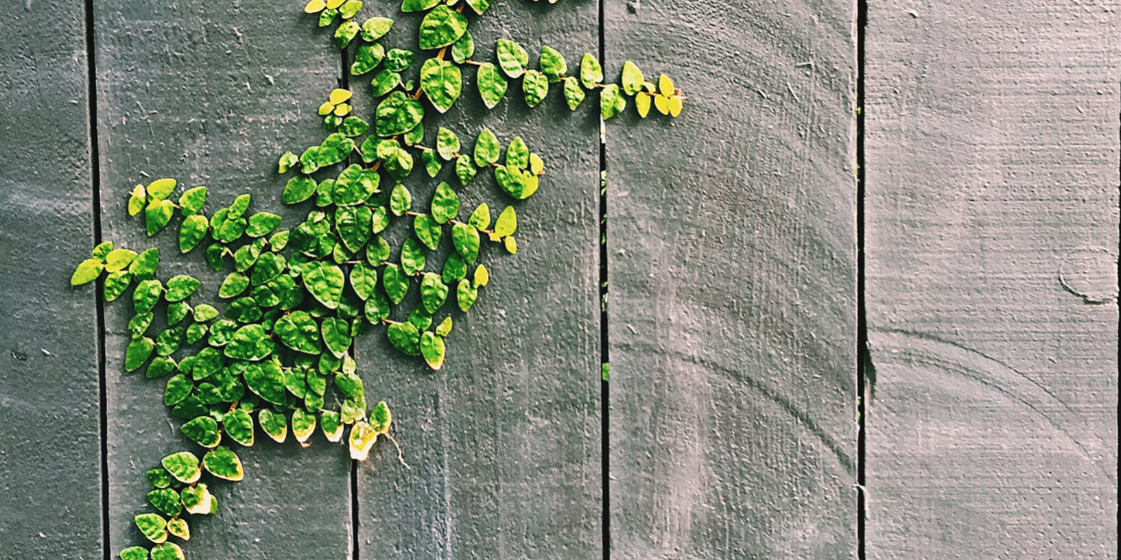 cooperativa_transformacio