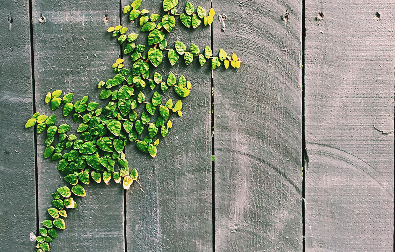 cooperativa_transformacio