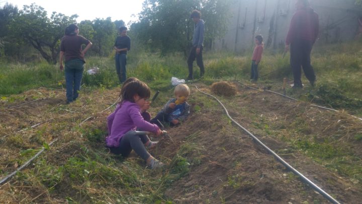 plantada families